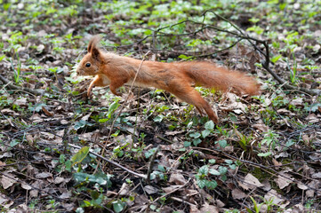 small squirrel jumps in the spring park