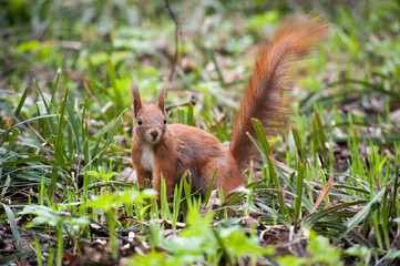 young squirrel with a fluffy tail looks wary