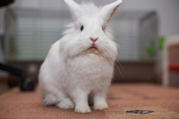 Lion head rabbit is sitting on the carpet indoor.