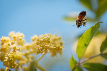 A bee flies up to a flower on a tree.