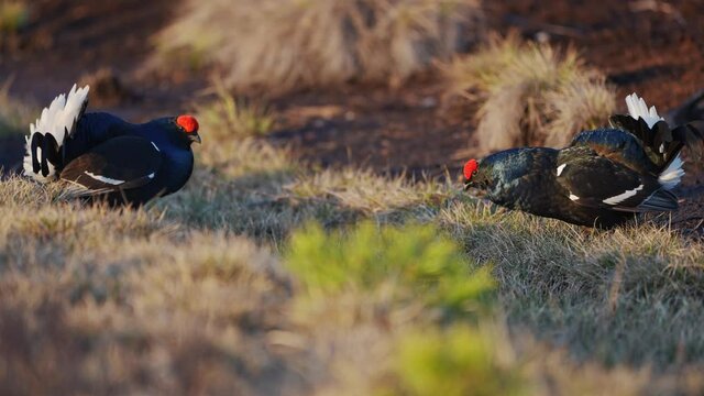 Black Grouse on spring bog ready for fighting, lekking. Spring colors of moors with black grouse, blackcock. Male Black Grouse lek game at sunrise. Lyrurus tetrix lekking in Estonia, Saaremaa swamp