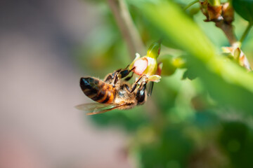 The bee collects nectar and pollen from flowering plants.