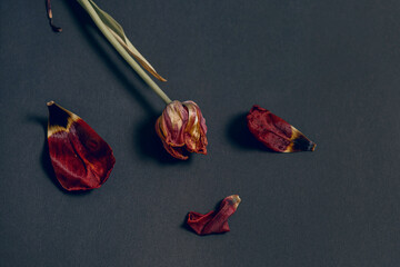 A withered red tulip and petals on a dark paper background