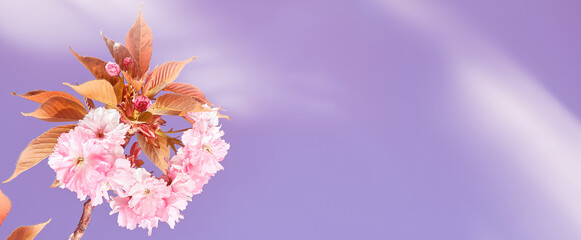 Banner, pink sakura, cherry blossom twigs with flowers on bright day with blue sky. Toned pink purple natural background with copy-space, place for text.