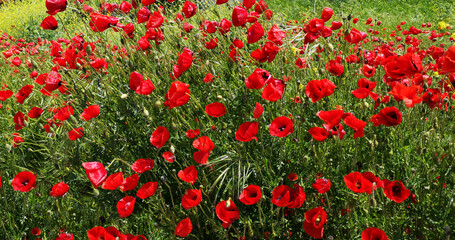 Fototapeta premium Beautiful red poppies blossom