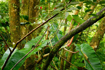 Green-crowned Brilliant - Heliodoxa jacula large, robust hummingbird that is a resident breeder in the highlands from Costa Rica to western Ecuador. Green hummingbird hidden in its environment