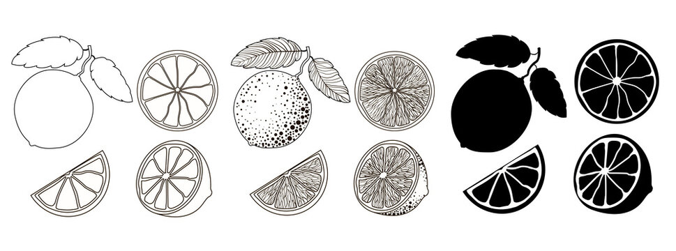 Set of 4 citrus fruits in outline style, doodle and black silhouette. One citrus on a branch with two leaves, half and two wedges isolated on a white background. Stock vector illustration.