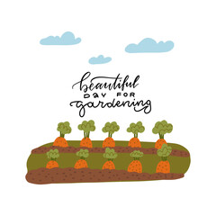A bed of carrots for the vegetable garden. Lettering text - beautiful day for gardening. Vector illustration of the gardener's work. Banner of the kitchen garden .