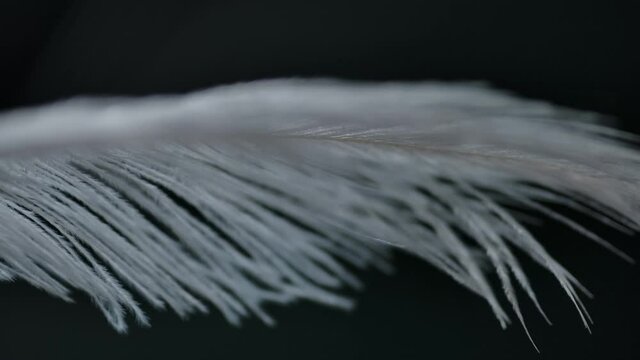 Slow motion feather background. Macro. Close up. White fluff in black background