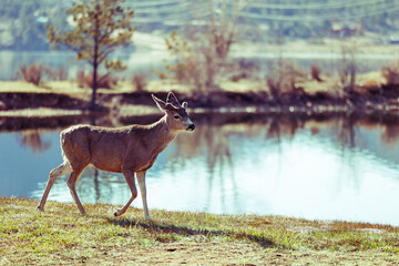 Mule Deer, Lake Estes, Estes Park, Colorado, USA