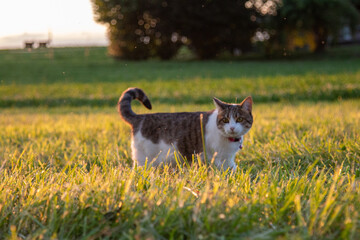 Katze