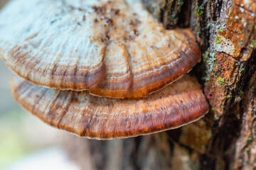 Two mushrooms have grown on a tree.