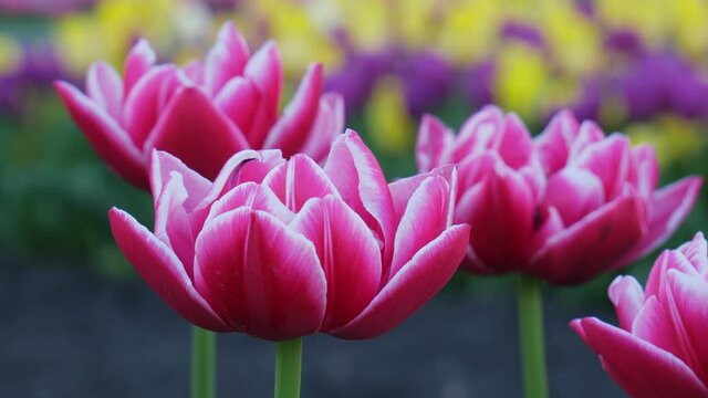 The first spring flowers. Red tulips bloom in spring. Red blooming tulips on a background of green foliage on a sunny day. Beautiful red tulips bloom in the spring garden.