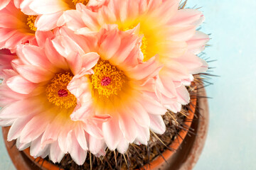 Macro close up of light pink flowers of cactus. A stunning bright pink tender echinopsis spiky cactus flower, a natural wonder. Flying Saucer Cactus in Bloom. Blooming cactus flower.