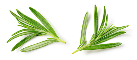 Rosemary isolated. Top view rosemary twig set on white background. Top view green rosemary herbs...