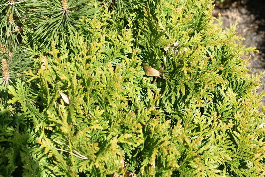 Thuja. Kudypy. Leśne Arboretum Warmii i Mazur im. Polskiego Towarzystwa Leśnego. Polska - Mazury - Warmia.
