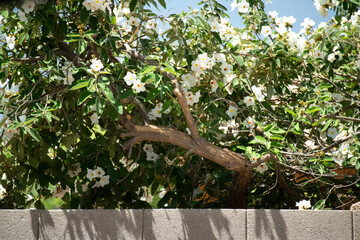 bird on a tree