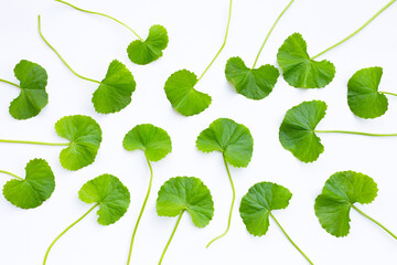 Fresh leaves of gotu kola on white