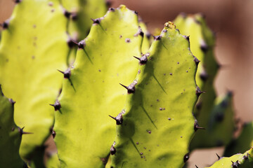 Thorny Cactus Plant
