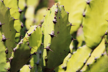 Thorny Cactus Plant