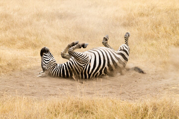 Fototapeta na wymiar Zebra that is rolling on the ground. Ngorongoro crater, Tanzania