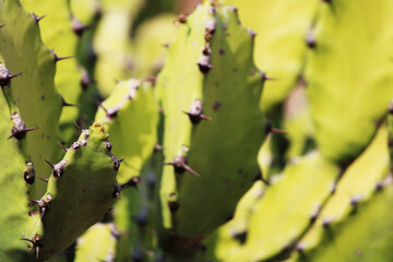 Thorny Cactus Plant