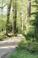 Leśna droga. Kudypy. Leśne Arboretum Warmii i Mazur im. Polskiego Towarzystwa Leśnego. Polska - Mazury - Warmia.