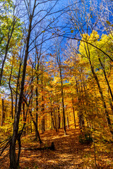 Fall filled with Orange and gold with blue skies, Central Canada, ON, Canada