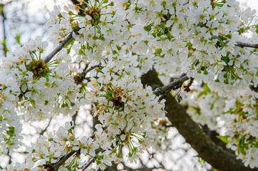 Horizontal banner with sakura flowers of on sunny backdrop. Beautiful nature spring background with a branch of blooming sakura.