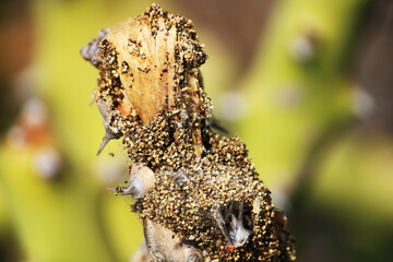 Fototapeta na wymiar Termites eating the thorny cactus plant.