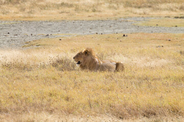Lion on Ngorongoro Conservation Area crater, Tanzania