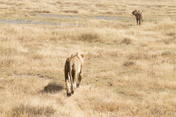 Lion on Ngorongoro Conservation Area crater, Tanzania