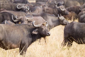 Photo sur Plexiglas Parc national du Cap Le Grand, Australie occidentale Cape buffalo from Serengeti National Park, Tanzania, Africa
