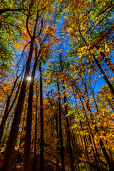 Sun hidden behind tree trunks on a beautiful fall day, Central Canada, ON, Canada