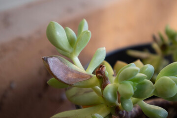 succulent plant in a pot