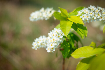 Bird cherry flowers with green leaves.