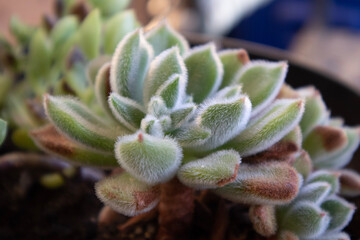 succulent in the garden