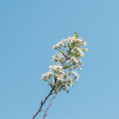 Cherry bush blooms in spring.