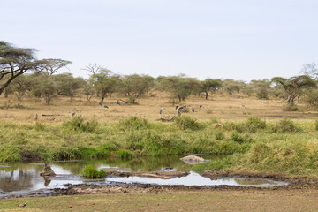 Fototapeta na wymiar Nile crocodile from Serengeti National Park, Tanzania, Africa