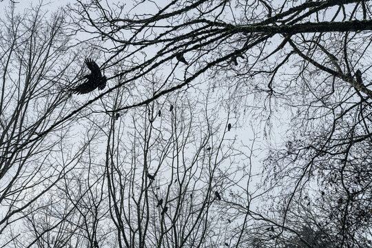 A murder of crows sit eerily amongst the crooked trees on a somber, snowy winter day in Western Canada