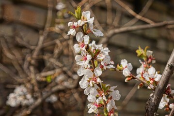 many small white flowers on a brown cherry branch in a spring garden on a gray background