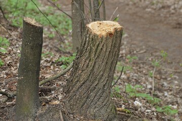 two gray stumps of cut trees in nature in the park