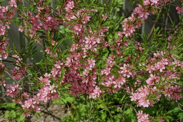 Obraz premium decorative cherry branches with small green leaves and pink flowers in a spring garden