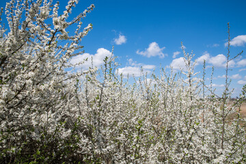 Blooming blackthorn bush against spring blue sky