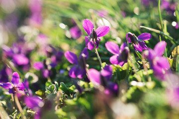 wild violet flowers in garden