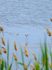 A black-winged lapwing on stilt legs searches for food in shallow water on a sunny day against a background of green grass. Bird life in the wild.
