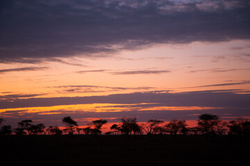Dawn at Serengeti National Park, Tanzania, Africa