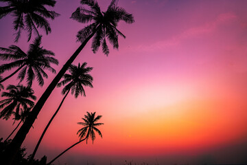 Fototapeta na wymiar Summer season Sunset with coconut tree in twilight time at beach