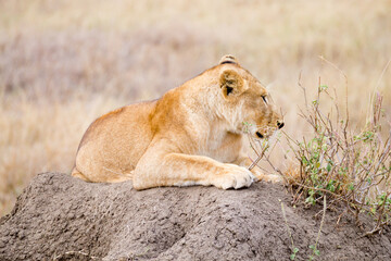 Lioness close up. Serengeti National Park, Tanzania, Africa