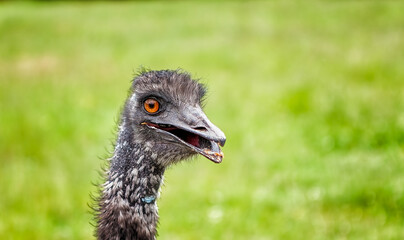 Ostrich head frontal